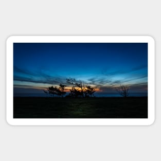 Blue Hour Trees Sticker